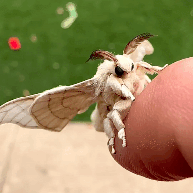 moth cleaning itself cutely on someones hand
