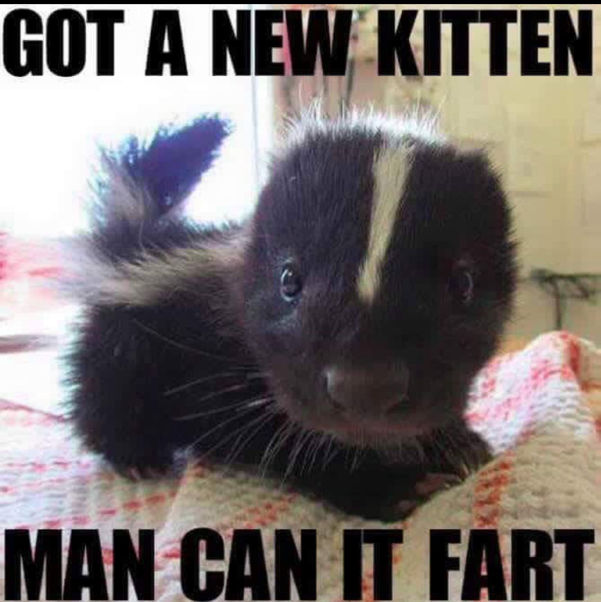 Just Got a new kitten, boy can it fart
